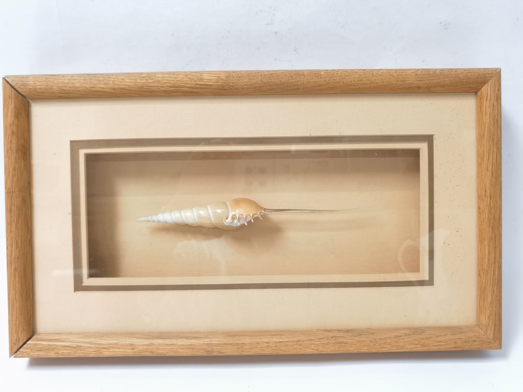 Spindle Tibia Shell in Frame: Spindle Tibia Shell in Frame, 16in by 9in