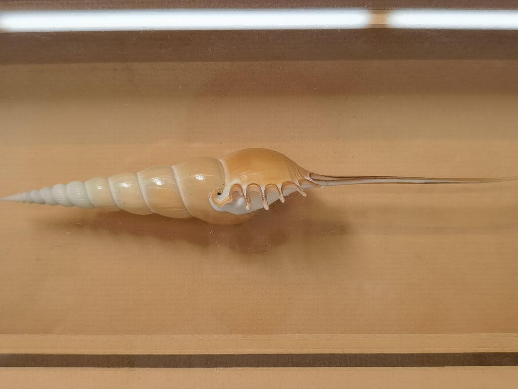 Spindle Tibia Shell in Frame - 2