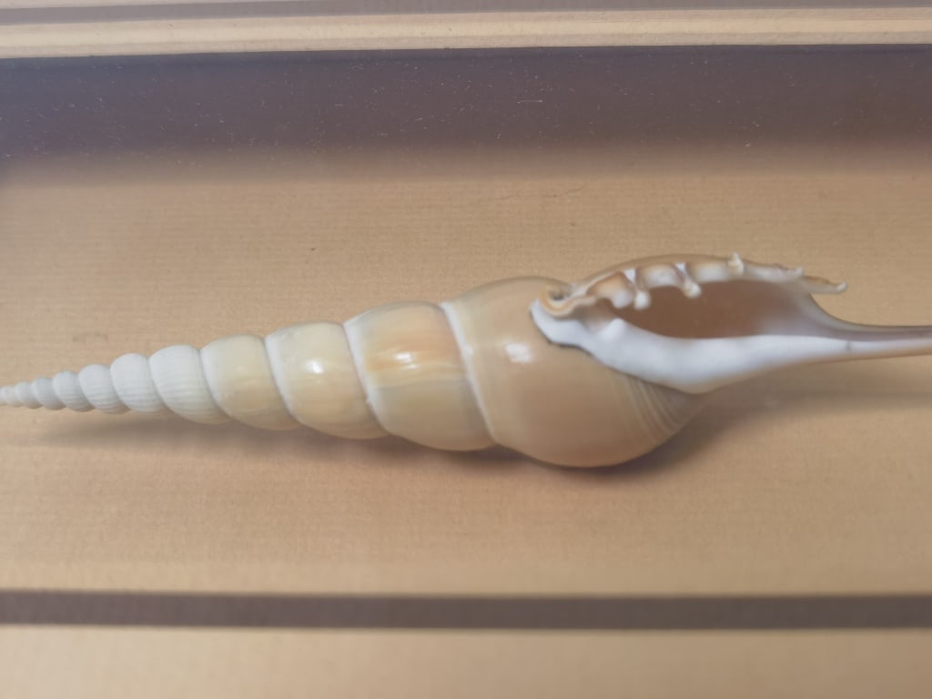 Spindle Tibia Shell in Frame - 7