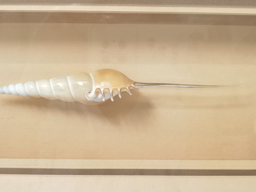 Spindle Tibia Shell in Frame - 3