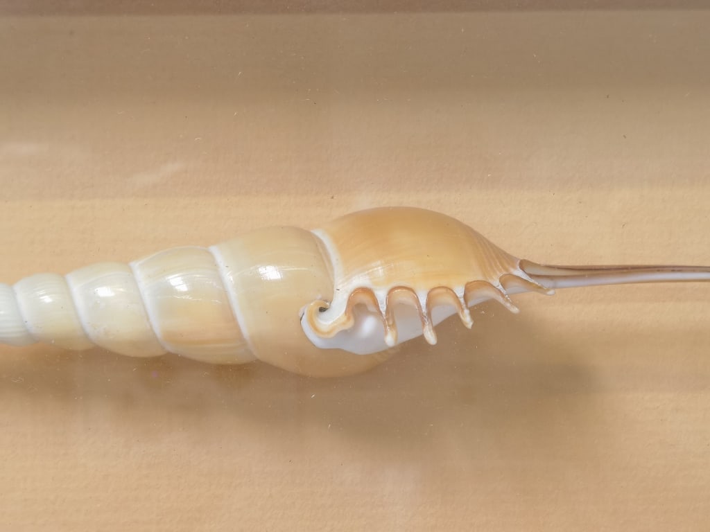 Spindle Tibia Shell in Frame - 4