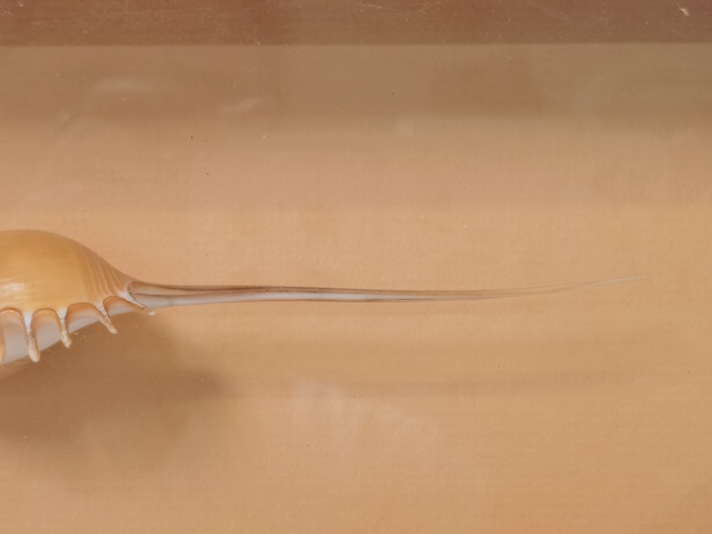 Spindle Tibia Shell in Frame - 5