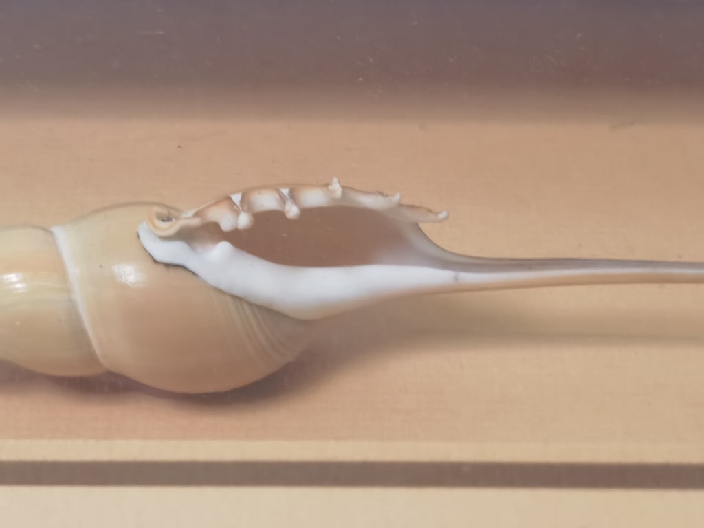 Spindle Tibia Shell in Frame - 6