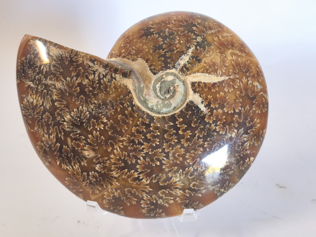 Polished Ammonite Fossil Display Section (1 of 4)