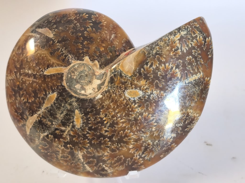Polished Ammonite Fossil Display Section - 2