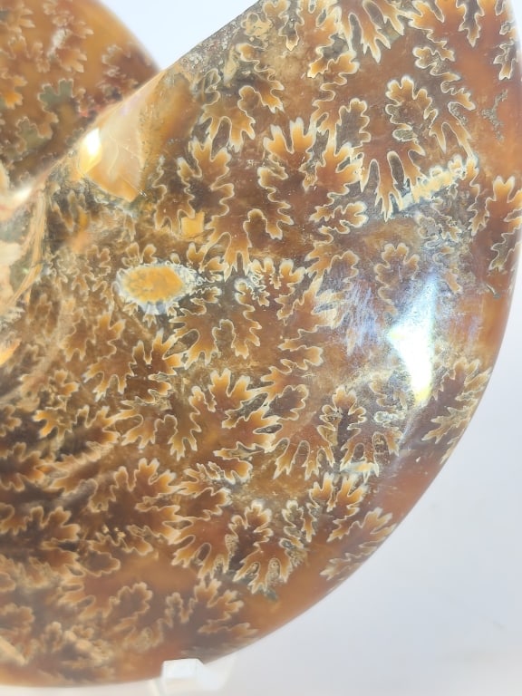Polished Ammonite Fossil Display Section - 3