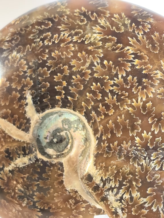 Polished Ammonite Fossil Display Section - 4