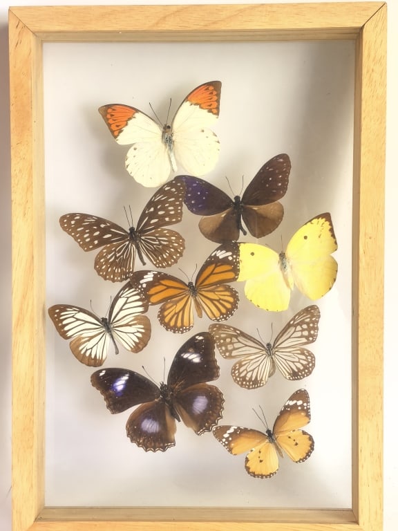 Entomological Taxidermy Butterfly Display Case (1 of 6)