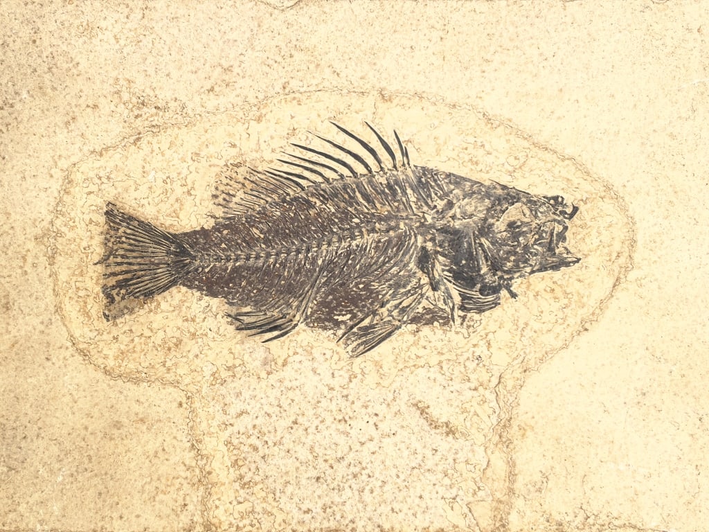 Green River Fossilized Fish Specimen in Matrix: Green River Fossilized Fish Specimen in Matrix, 7.5in by 5.25in