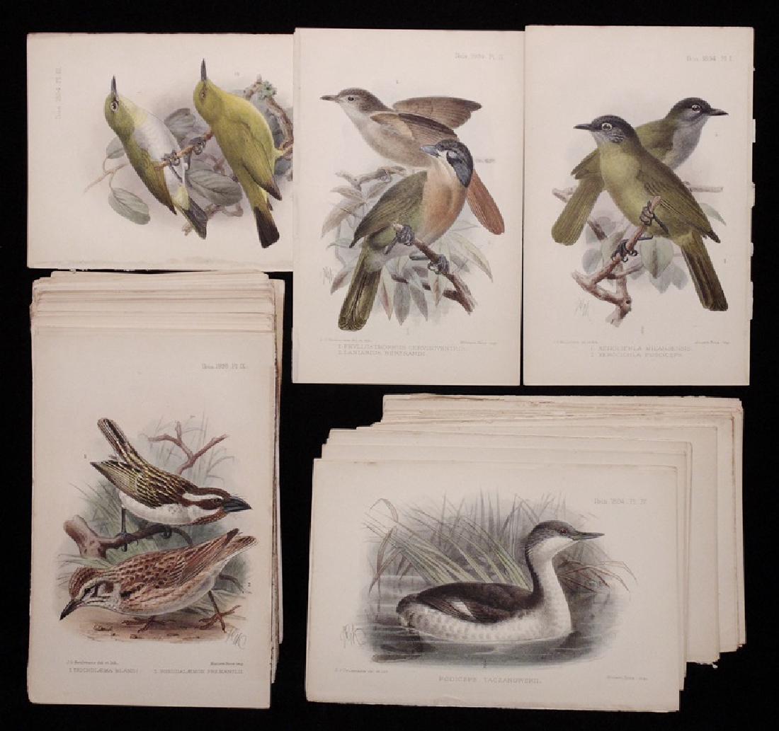 [Ornithology Plates, by Keulmanns & Others]: Collection of 108 color lithographed plates, from Ibis publications between 1894 and 1904. 8vo in size, all Very Good in condition. Most are by John Gerrard Keulmanns, a smaller number are by Goodchil