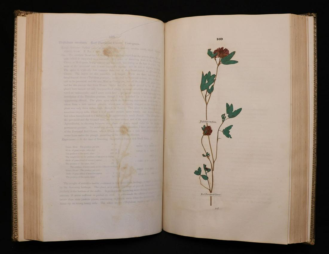 [Horticulture] Sinclair's Grasses, Specimens (1 of 9)