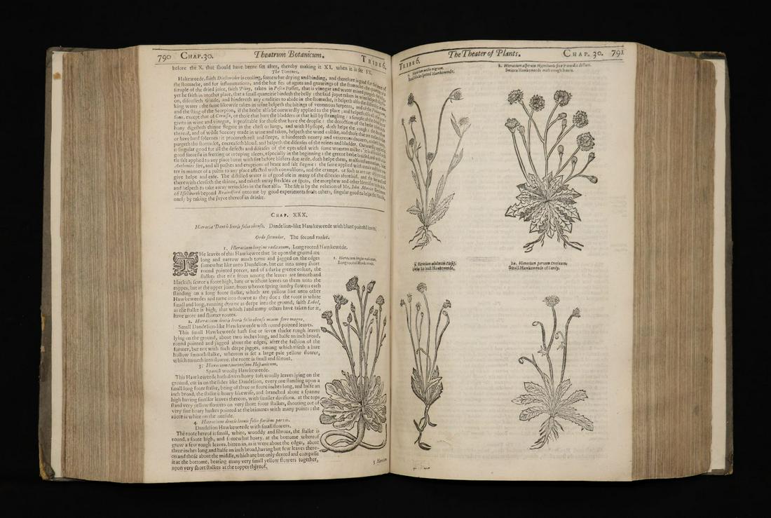 Theatrum Botanicum, Theater of Plants, 1640 (1 of 9)
