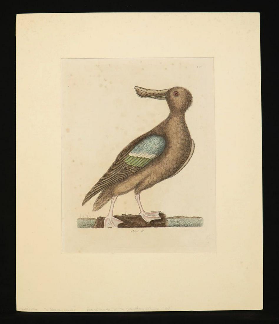 [American Colorplate]  Mark Catesby, 1754 (1 of 4)