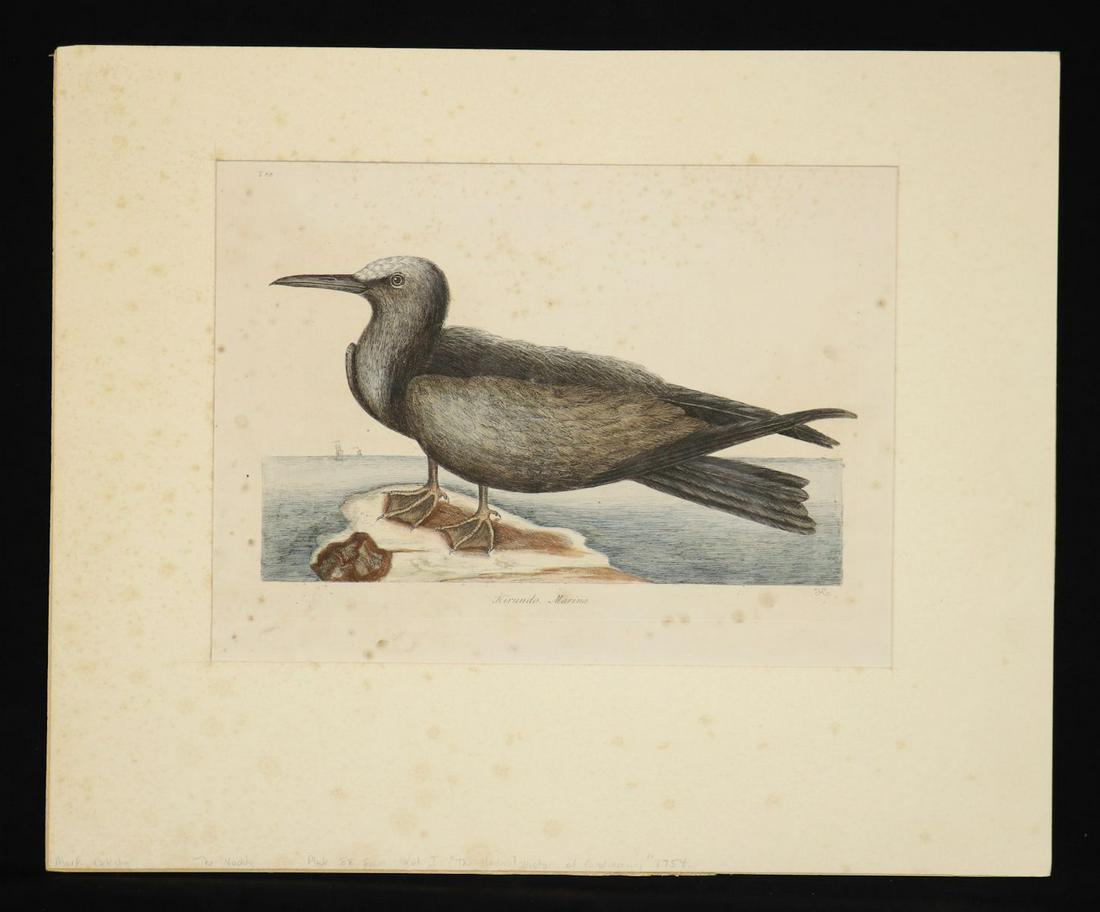 [American Colorplate] Mark Catesby, 1754: Mark Catesby. HIRUNDO. MARINA. Plate 88. [London, 1754.] Sheets 19 3/8" x 13 5/8", laid paper. Hand-colored engraved plate accompanied by the descriptive text leaf, from the 1754 edition of Catesby's