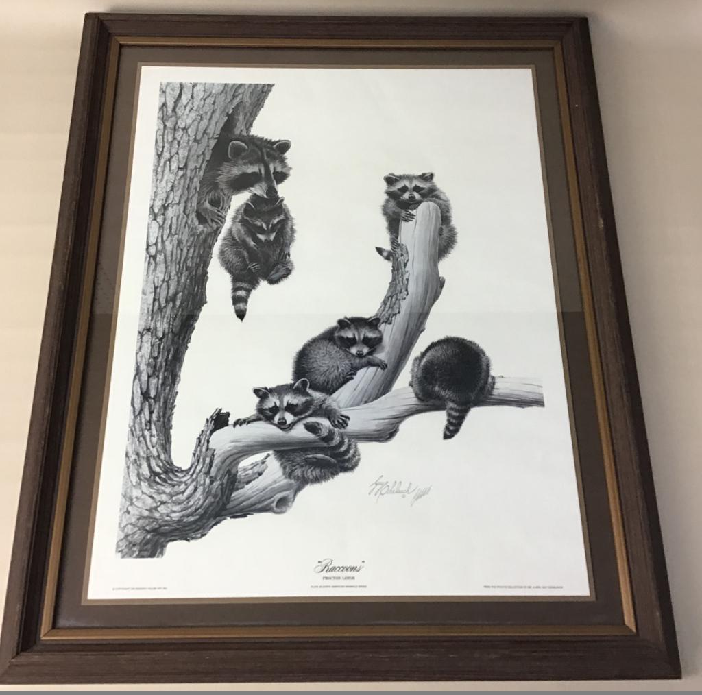 Guy Coheleach Signed Print: "Raccoons" From The North American Mammals Series By Guy Coheleach. Professionally Framed And Matted. 32 1/4" X 26 1/4"-Framed Size