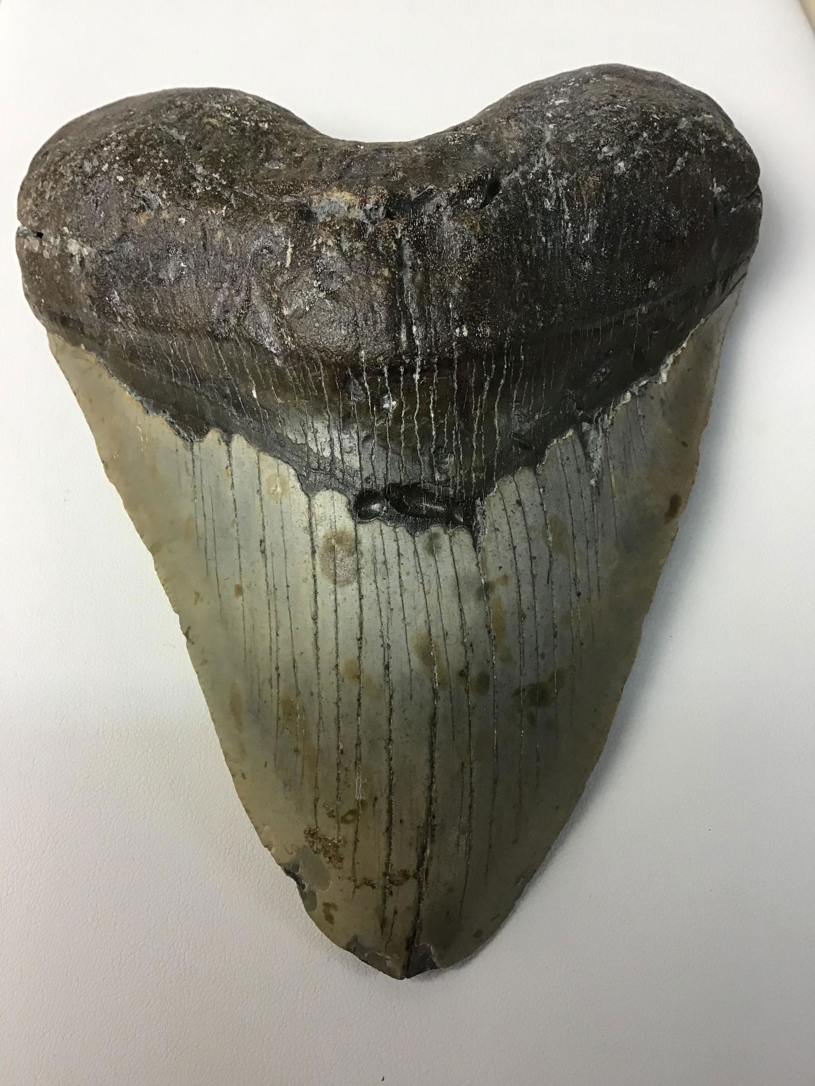 Huge Megalodon Shark Tooth: Megladon Shark Tooth Fossil-Megalodon Became Extinct By The End Of The Plicene (2.6 Million Years Ago). The Megalondon Was The Largest Shark Ever To Exist. 5 3/4"L X 4 3/4"W