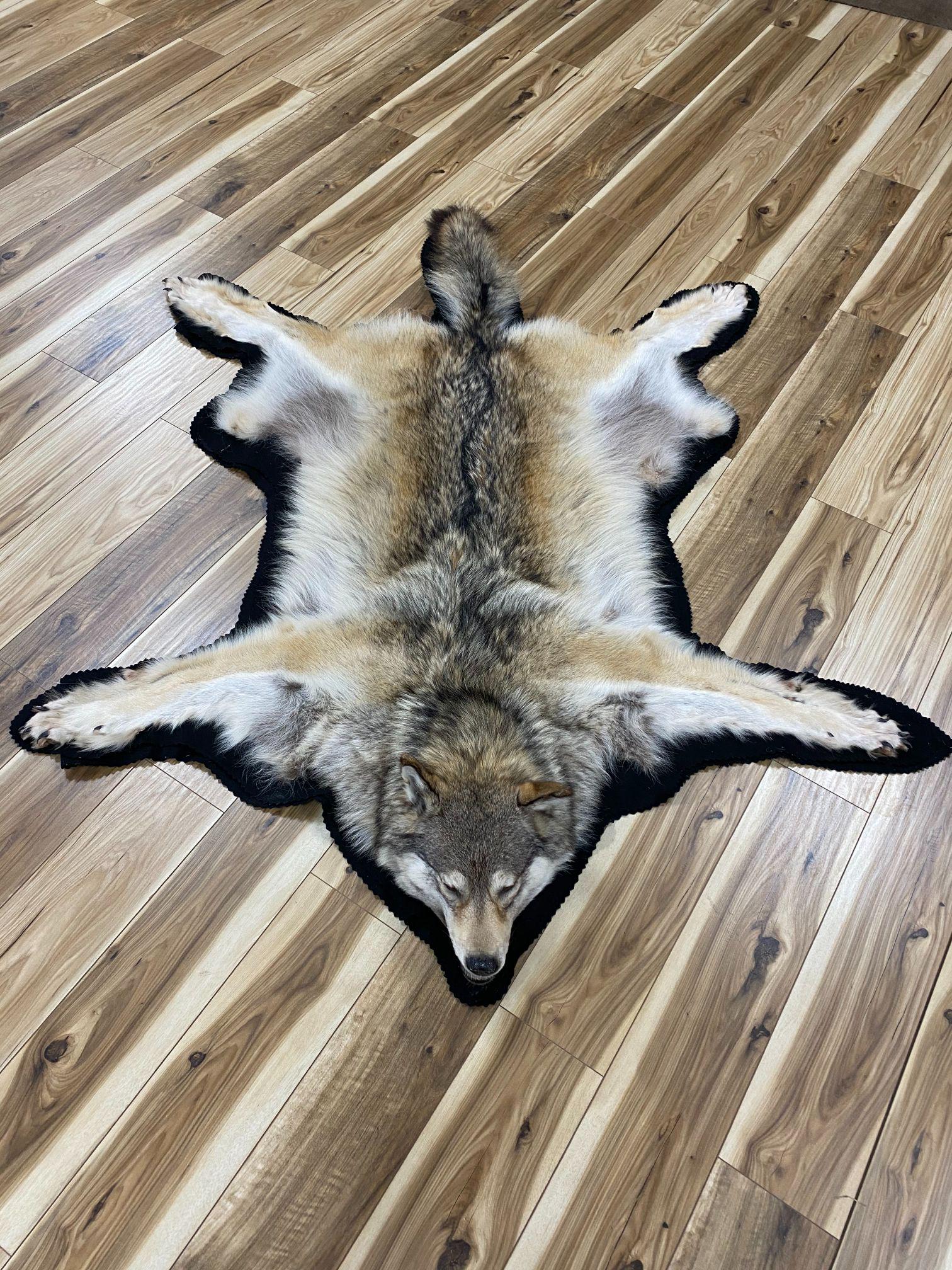 ALASKIN TIMBER WOLF RUG WITH HEAD: OVER 80IN LONG FROM NOSE TO TIP OF TAIL. EXCELLENT AS RUG OR WALL DISPLAY. RARE FIND! VG FOUND CONDITION.
