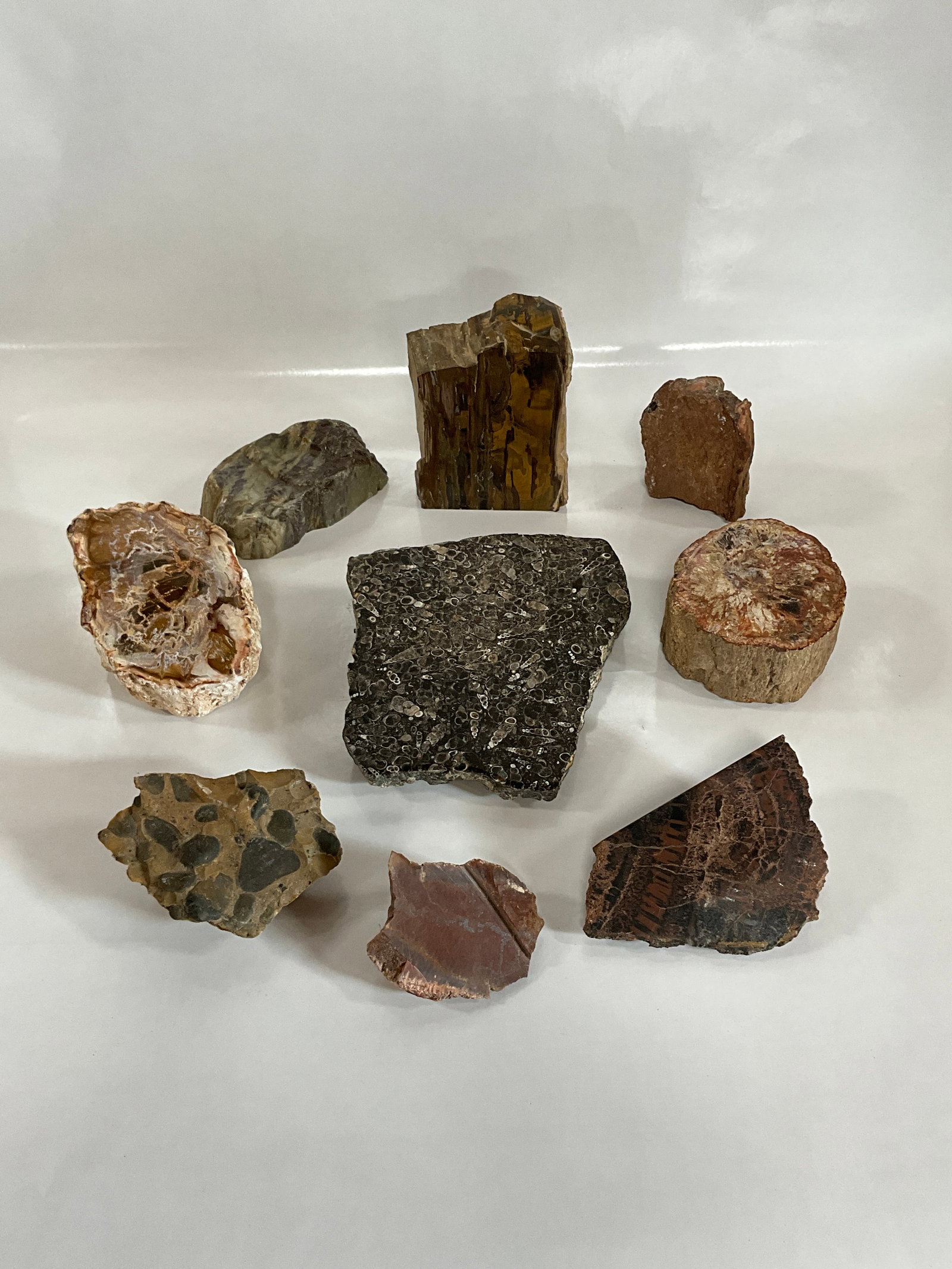 LOT OF FOSSILS AND PETRIFIED WOOD: 9 FOSSILS RANGING FROM 1LB 13OZ TO 3.5OZ