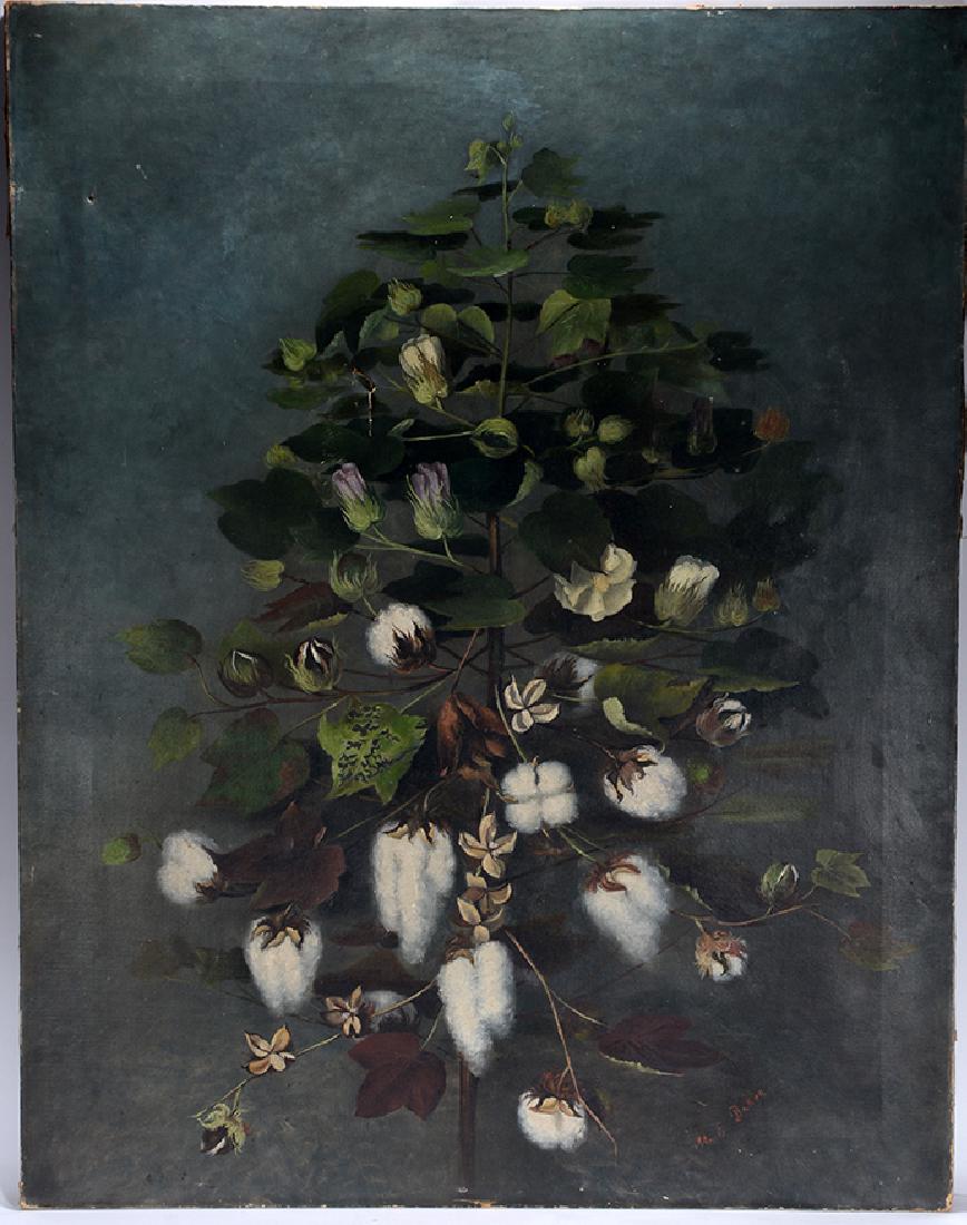 M.E. Baker. Cotton Plant. (1 of 8)