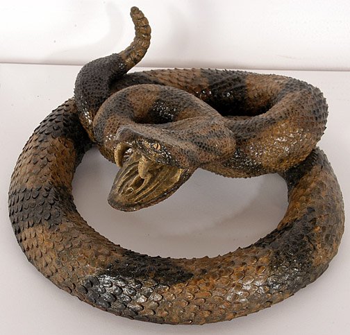 Michael & Melvin Crocker Open Mouth Rattlesnake #5 - 2