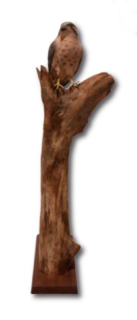 N.G. Schever. Sparrow Hawk. (1 of 9)