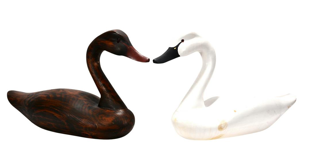 Very Large White & Brown Swans. (1 of 5)