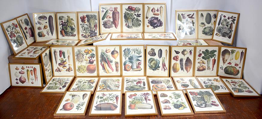 Vilmorin-Andrieux & Cie. Lithographs. (1 of 10)