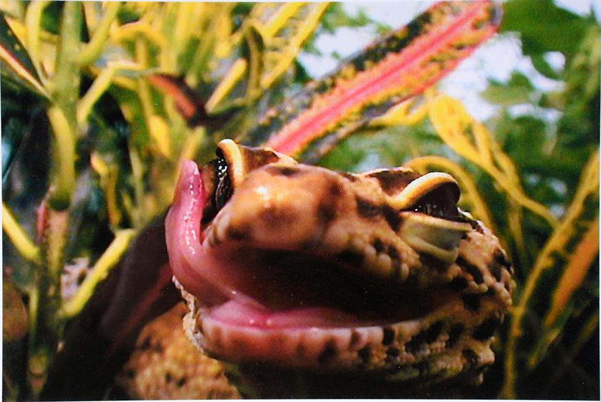 Catherine Chalmers. Gecko. (1 of 3)