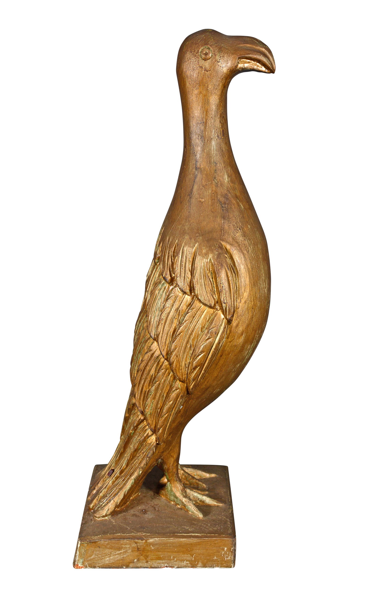 Anonymous Golden Pheasant. (1 of 16)