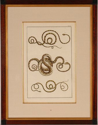 Albertus Seba. 3 Thin Snakes, TAB XVI.: Handcolored engraving from Locupletissimi Rerum Naturalium Thesauri, Amsteredam: J. Westen & G. Smith, (1734-1765). Purchased in 1989 from W. Graham Arader III, NY. Visible plate depressions on edges