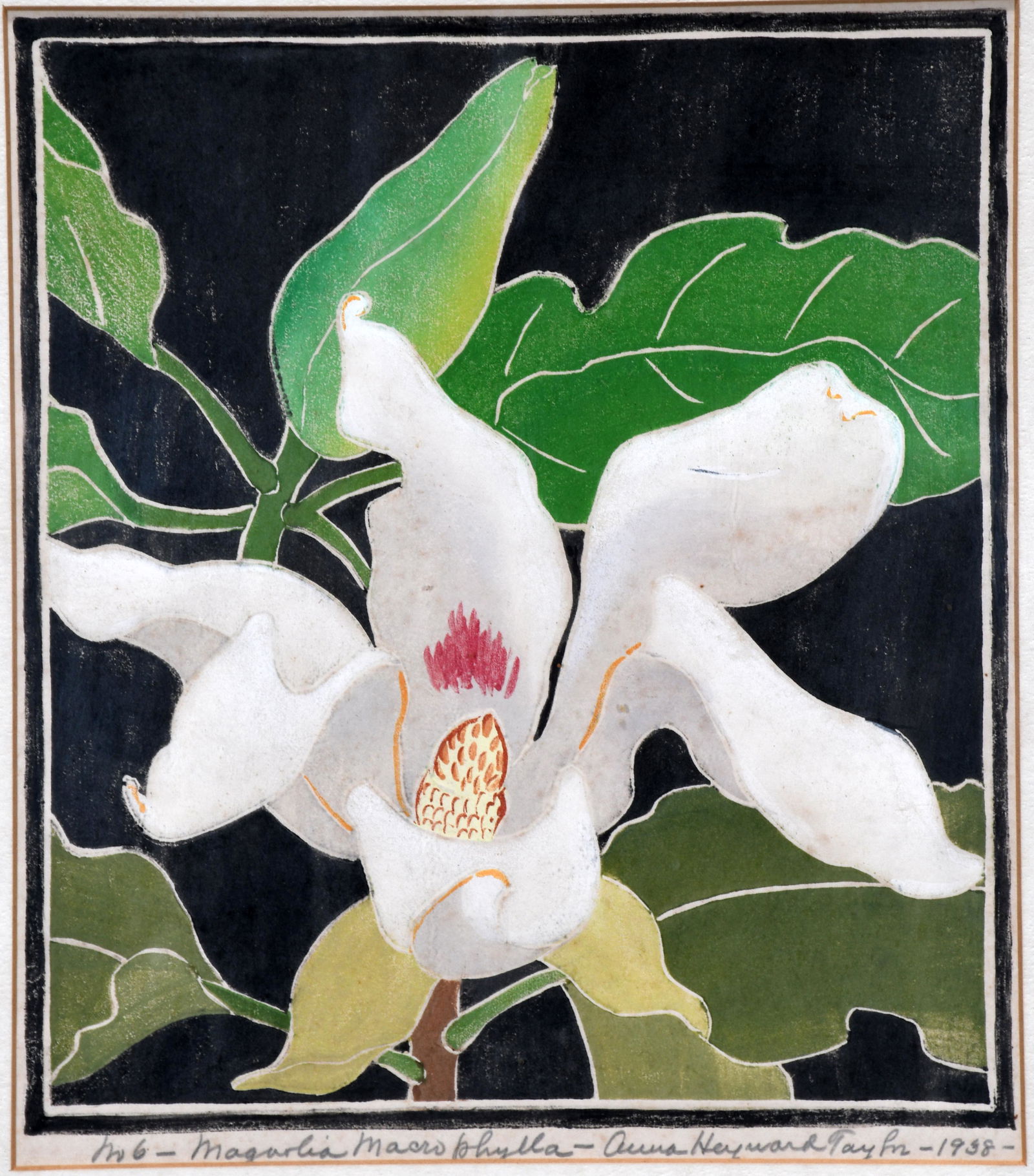Anna Heyward Taylor. Magnolia No. 6. (1 of 5)