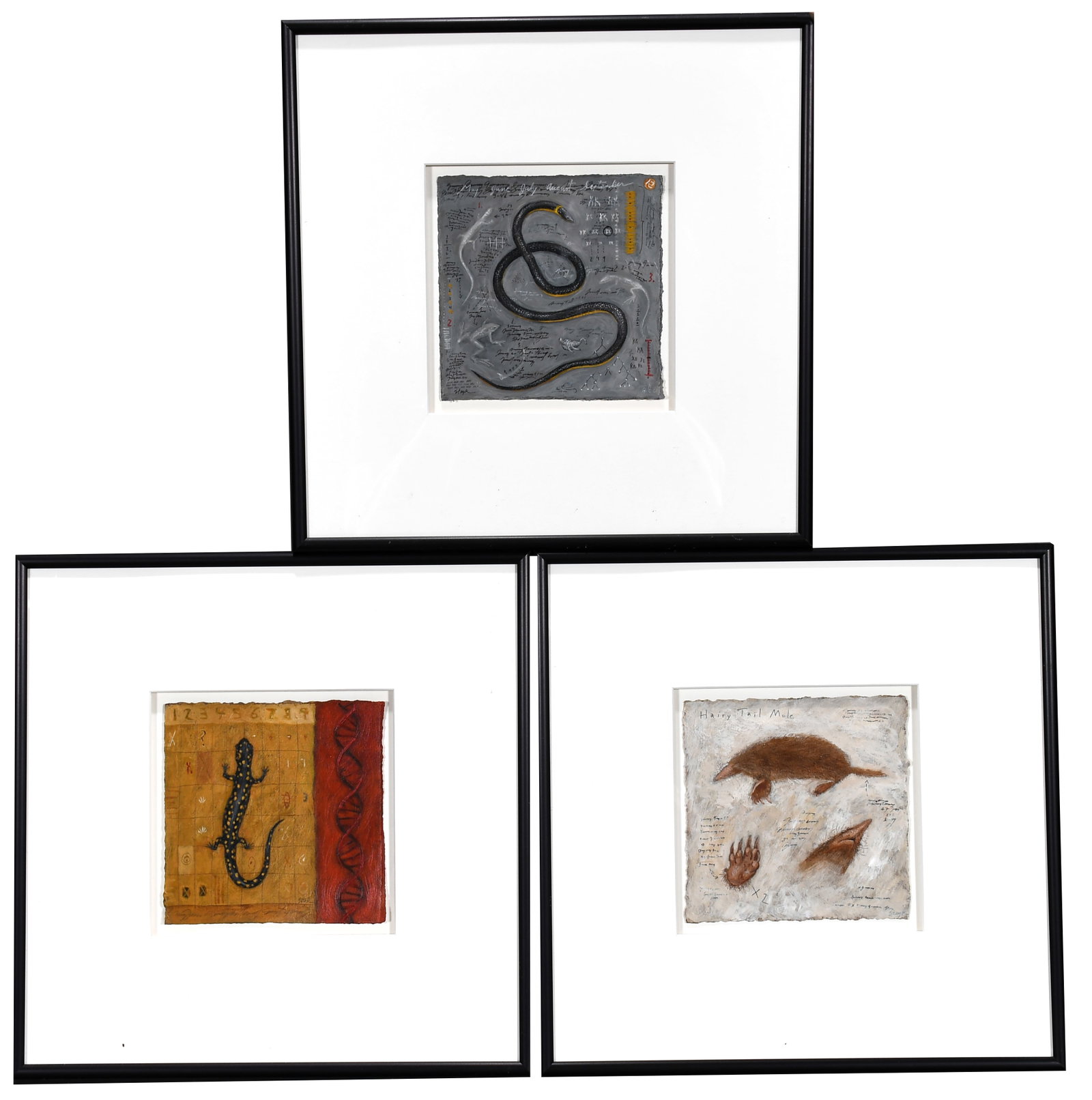 Suzanne Stryk. Snake, Lizard & Possum.: Suzanne Stryk. Snake, Lizard & Possum. Signed. Paint on artist paper. Excellent condition. 13" w x 13" h each with frame. Est. $800-$1,200. Ship: $55
