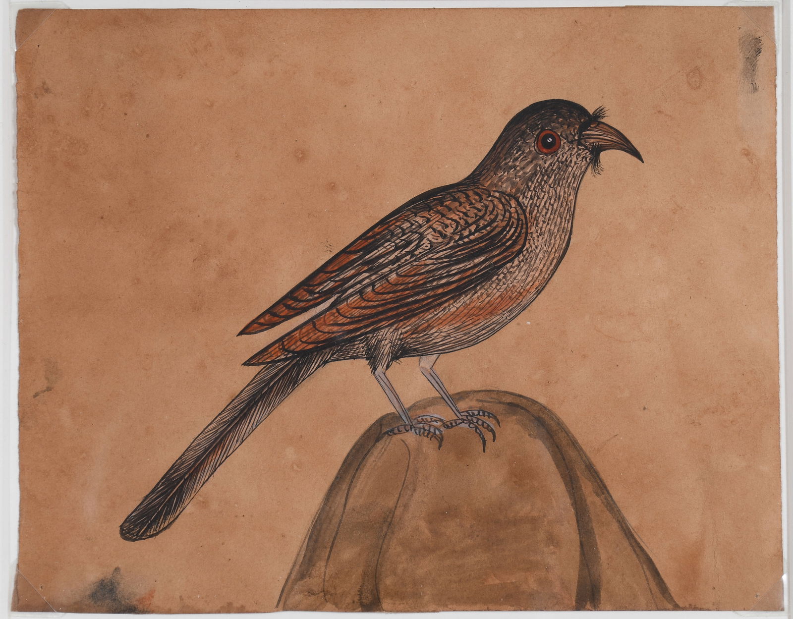 Anonymous Bird Watercolor. (1 of 4)