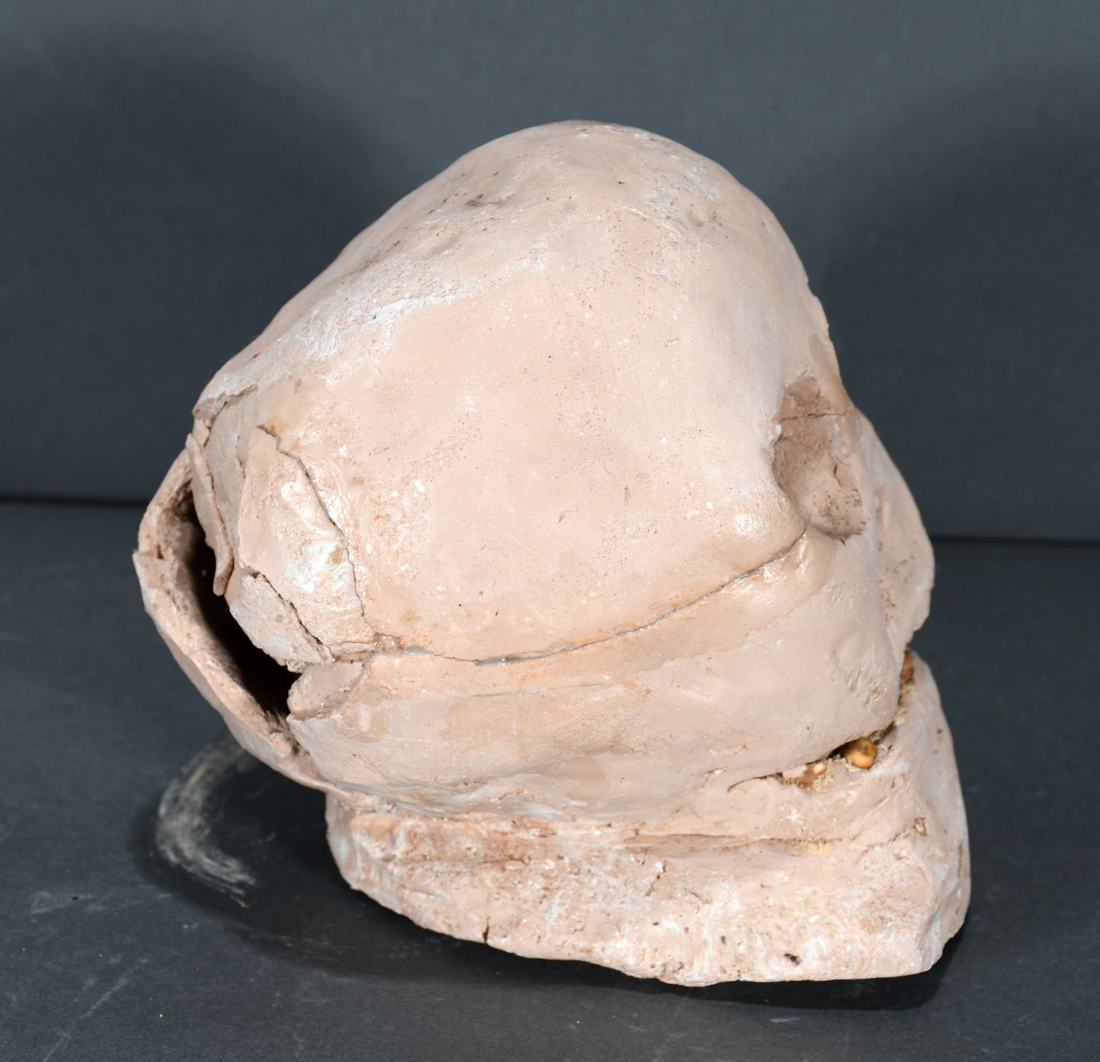 Son Ford Thomas. Skull. - 6