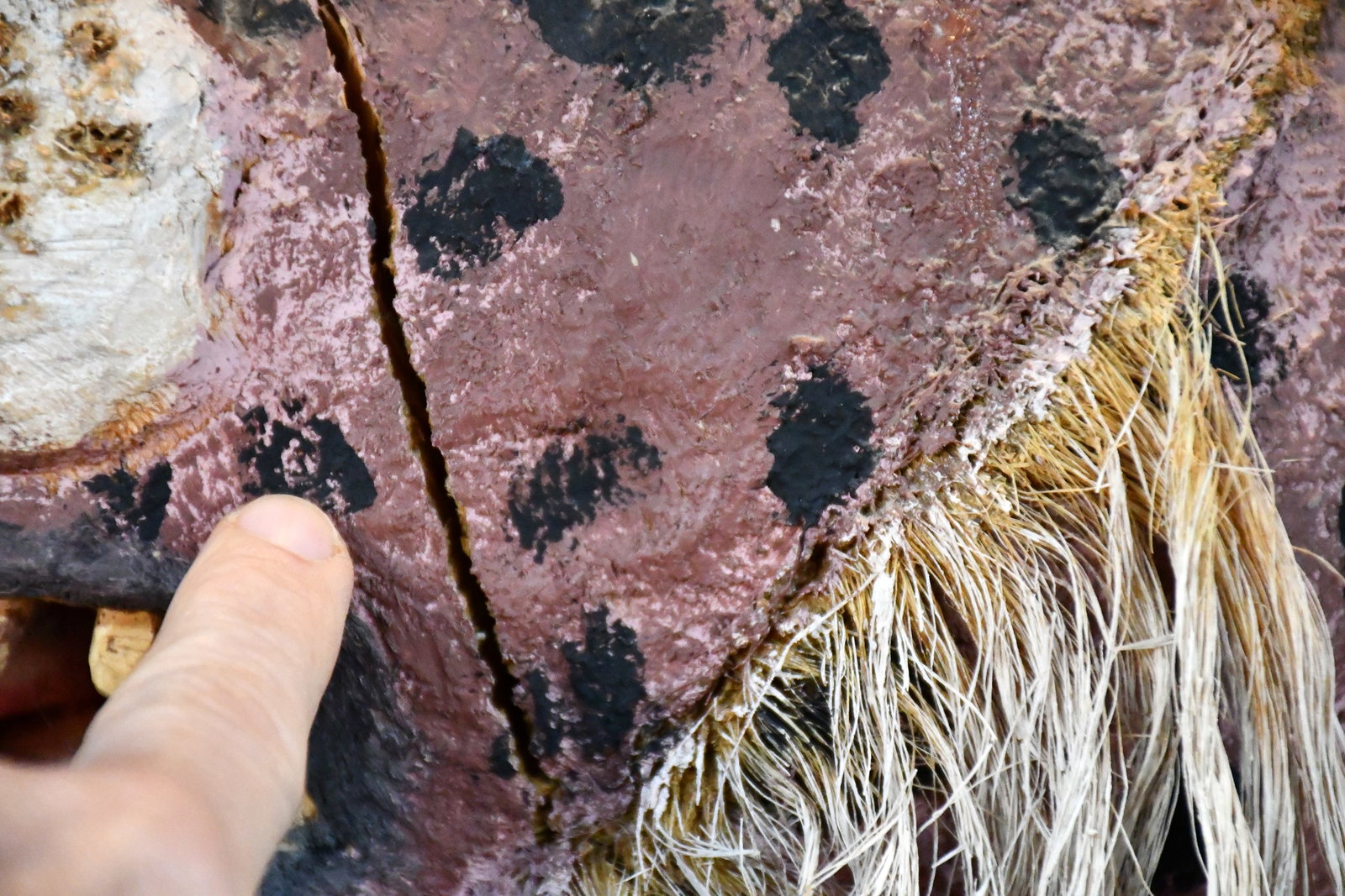 Felipe Archuleta. Lynx. - 6