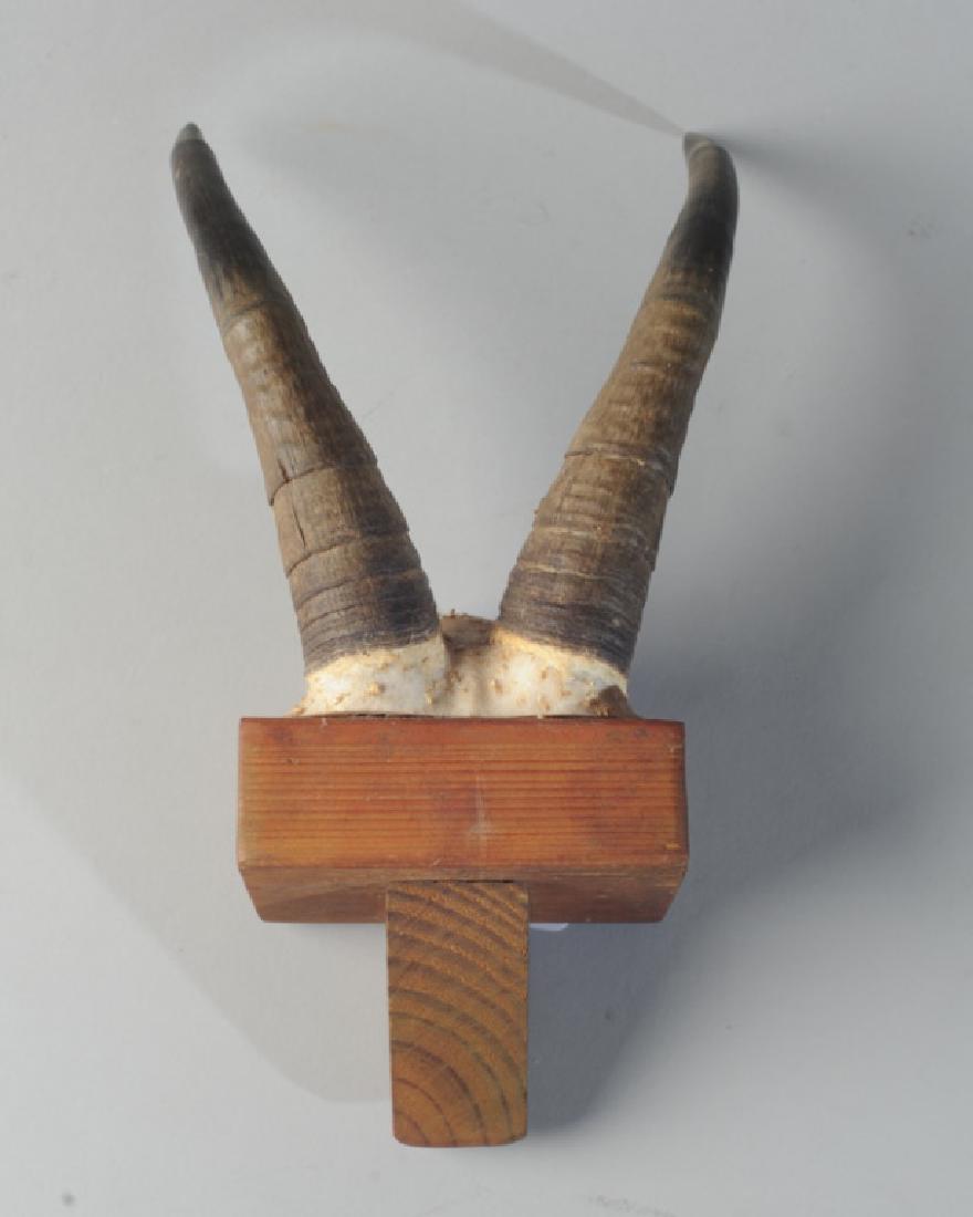 Mountain Goat Horn / Antler Mount: Taxidermy mount. Base has notation in ink: "Tutcha Creek B. C., 13 Sept. 1988"
