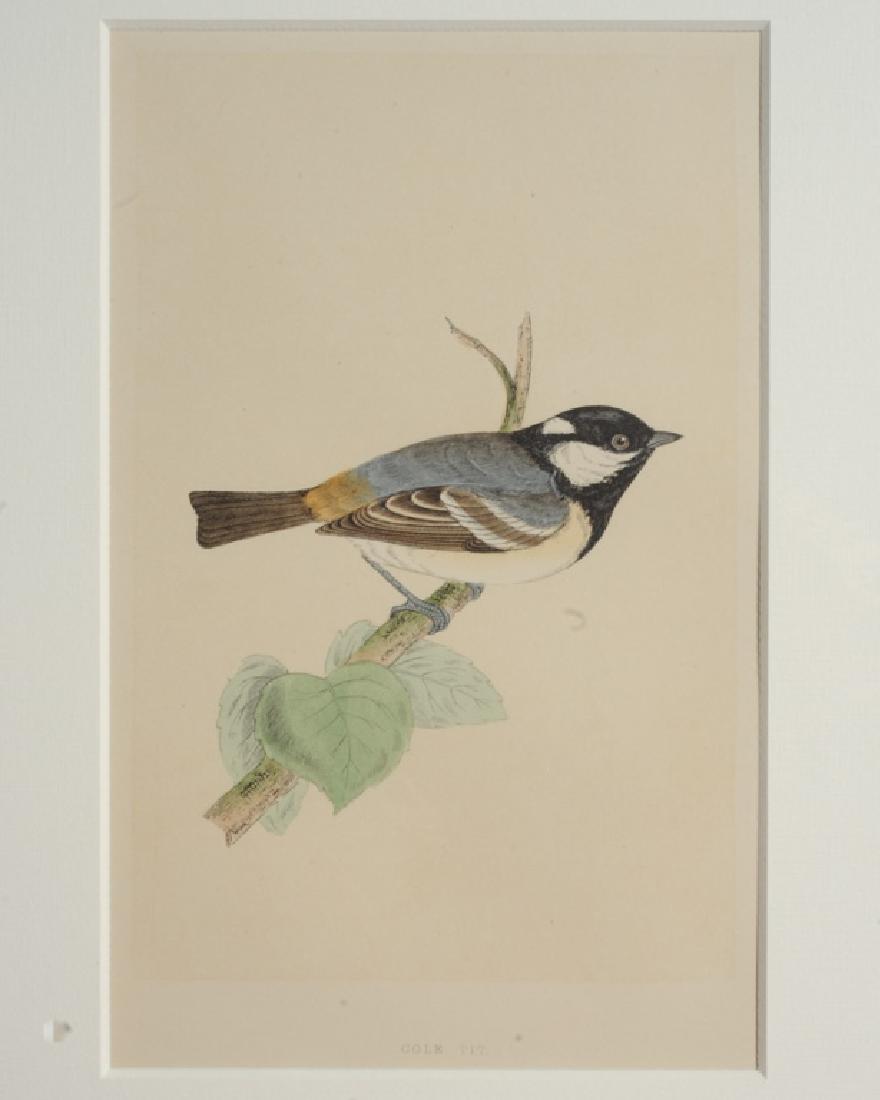 "A History of British Birds" Four Engravings (1 of 4)