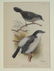4 Antique Ornithological Hand Colored Lithographs