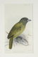4 Antique Ornithological Hand Colored Lithographs - 2