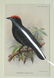 4 Antique Ornithological Hand Colored Lithographs - 3