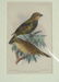 4 Antique Ornithological Hand Colored Lithographs - 4