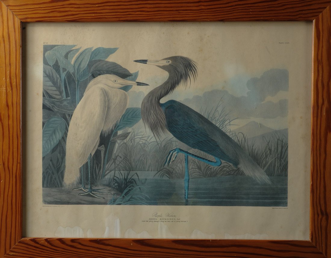 Vintage Audobon Print "Purple Heron" (1 of 1)