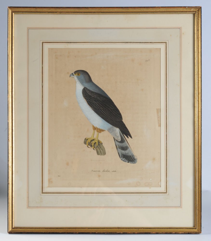Nicholas Huet II Hand Colored Engraving of Falcon (1 of 2)