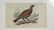 4 Antique Ornithological Hand-Colored Lithographs