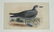 4 Antique Ornithological Hand-Colored Lithographs - 2