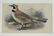 4 Antique Ornithological Hand-Colored Lithographs - 3