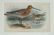 4 Antique Ornithological Hand-Colored Lithographs - 4