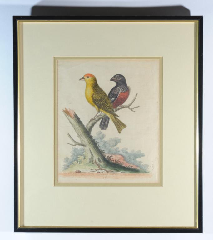 George Edwards Hand Colored Etching (1 of 3)