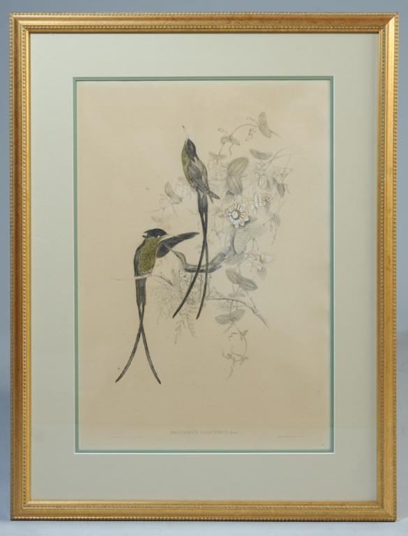 5 Framed Gould & Richter Ornithological Lithos: Hand colored lithographs, hummingbirds embellished with gold leaf, Including "Dorifera Johannae," "Phaethornis Syrmatophorus,"Lophornis Gouldl," "Trochilus Polytmus," and "Merops Viridis," all matted 