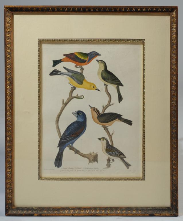Hand Colored Engraving after Alexander Wilson: From "American Ornithology', Painted Bunting, Female, Prothonotary Warbler, Wormeating, Yellow-winged Sparrow, Blue Grosbeak, engraved by A. Lawson, matted and framed.Visible image: approx. 13 3/4" x 